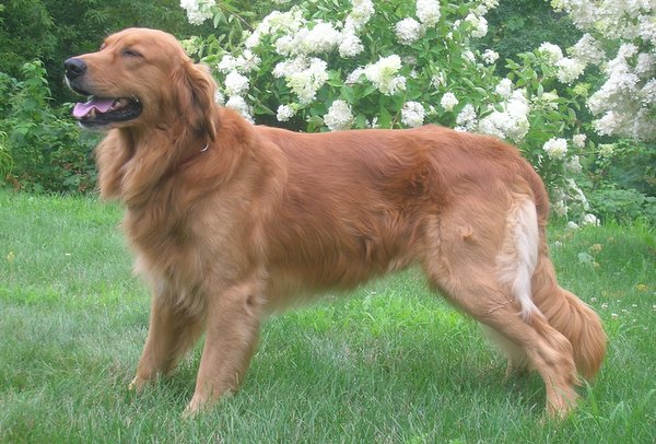 Golden retriever